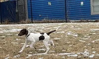 Rowan, a male German Shorthaired Pointer and Labrador Retriever for sale in Richmond, VA – Photo 1 of 9
