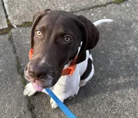 Rowan, a male German Shorthaired Pointer and Labrador Retriever for sale in Richmond, VA – Photo 2 of 9