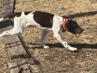 Rowan, a male German Shorthaired Pointer and Labrador Retriever for sale in Richmond, VA – Photo 3 of 9