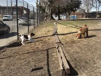 Rowan, a male German Shorthaired Pointer and Labrador Retriever for sale in Richmond, VA – Photo 9 of 9