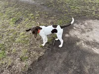 Rowan, a male German Shorthaired Pointer and Labrador Retriever for sale in Richmond, VA – Photo 7 of 9