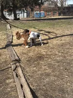 Rowan, a male German Shorthaired Pointer and Labrador Retriever for sale in Richmond, VA – Photo 5 of 9
