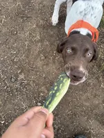 Rowan, a male German Shorthaired Pointer and Labrador Retriever for sale in Richmond, VA – Photo 6 of 9