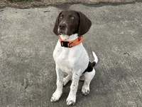 Rowan, a male German Shorthaired Pointer and Labrador Retriever for sale in Richmond, VA – Photo 4 of 9
