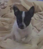Dottie, a female Chihuahua for sale in Hancock, MD – 3 of 7