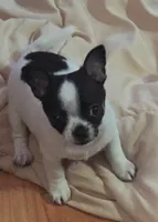 Spot, a male Chihuahua for sale in Hancock, MD – 3 of 7
