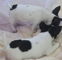Spot, a male Chihuahua for sale in Hancock, MD – 2 of 7