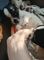 Spot, a male Chihuahua for sale in Hancock, MD – 4 of 7