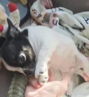 Spot, a male Chihuahua for sale in Hancock, MD – 6 of 7