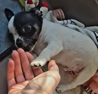 Spot, a male Chihuahua for sale in Hancock, MD – 7 of 7