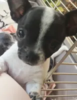 Dottie, a female Chihuahua for sale in Hancock, MD – 6 of 7
