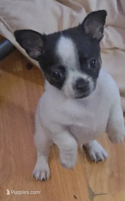 Spot – Chihuahua puppy for sale in Hancock, MD
