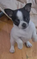 Spot, a male Chihuahua for sale in Hancock, MD – 1 of 7