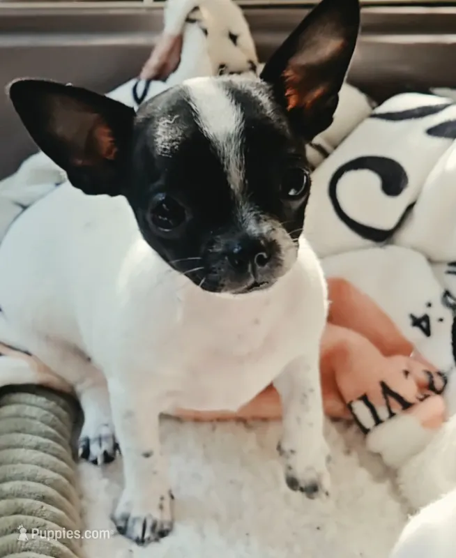Dottie – Chihuahua puppy for sale in Hancock, MD