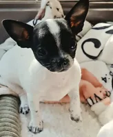 Dottie, a female Chihuahua for sale in Hancock, MD – 1 of 7