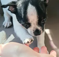 Spot, a male Chihuahua for sale in Hancock, MD – 5 of 7