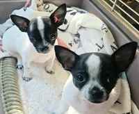 Dottie, a female Chihuahua for sale in Hancock, MD – 2 of 7