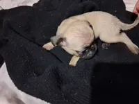 Milo, a male Pug for sale in Jacksonville, FL – 5 of 7