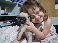 Milo, a male Pug for sale in Jacksonville, FL – 7 of 7