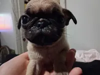 Milo, a male Pug for sale in Jacksonville, FL – 2 of 7
