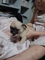 Milo, a male Pug for sale in Jacksonville, FL – 4 of 7