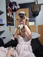 Milo, a male Pug for sale in Jacksonville, FL – 6 of 7