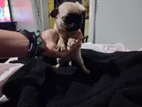 Milo, a male Pug for sale in Jacksonville, FL – 3 of 7