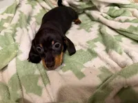 Juniper, a female Miniature Dachshund for sale in Los Angeles, CA – 3 of 3