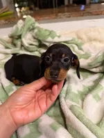 Juniper, a female Miniature Dachshund for sale in Los Angeles, CA – 2 of 3