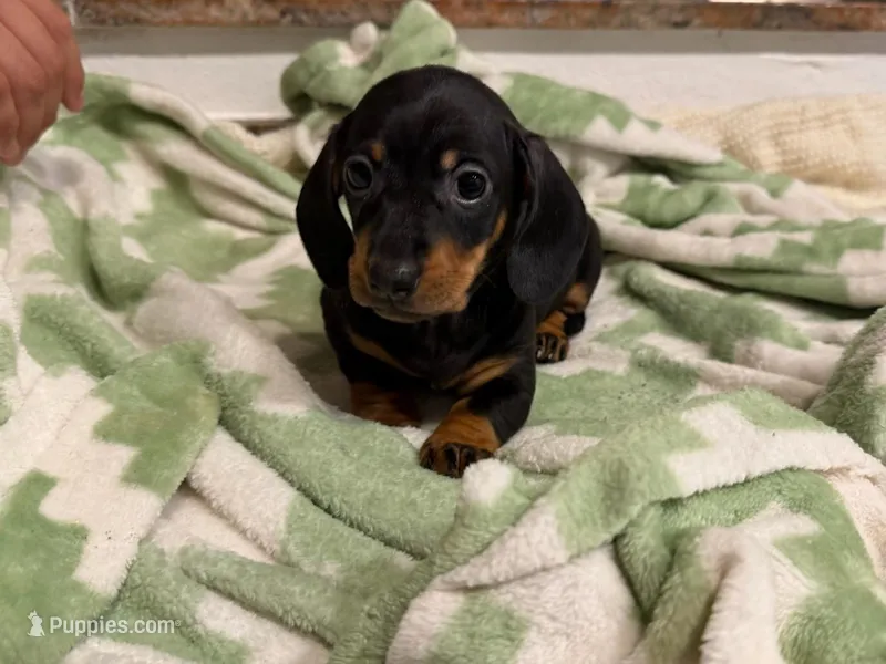 Juniper – Miniature Dachshund puppy for sale in Los Angeles, CA