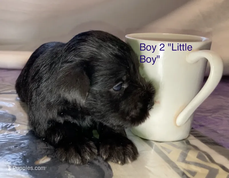 Little Boy  (Boy 2) – Miniature Schnauzer puppy for sale in Abilene, TX