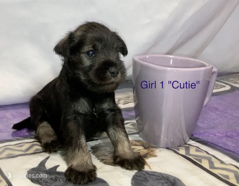 Cutie (Girl 1), a female Miniature Schnauzer for sale in Abilene, TX – 1 of 1