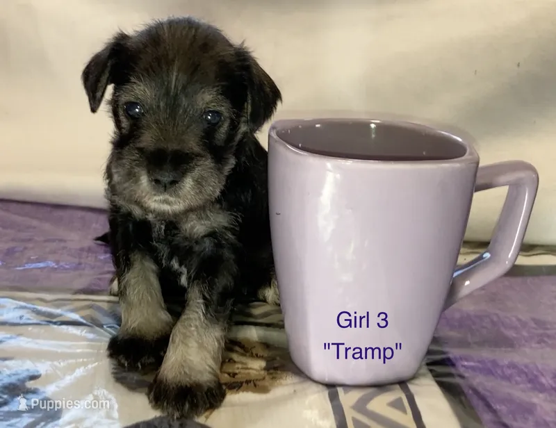 Tramp (Girl 3) – Miniature Schnauzer puppy for sale in Abilene, TX