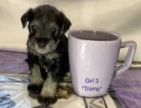 Tramp (Girl 3), a female Miniature Schnauzer for sale in Abilene, TX – 1 of 1