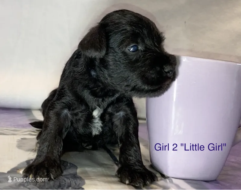 Little Girl (Girl 2) – Miniature Schnauzer puppy for sale in Abilene, TX