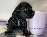 Little Girl (Girl 2), a female Miniature Schnauzer for sale in Abilene, TX – 1 of 1