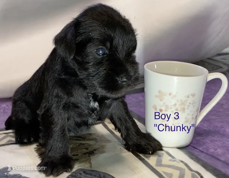 Chunky (Boy 3) – Miniature Schnauzer puppy for sale in Abilene, TX