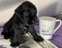 Chunky (Boy 3), a female Miniature Schnauzer for sale in Abilene, TX – 1 of 1