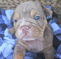 Pickles, a male English Bulldog for sale in Riverside, CA – 4 of 4