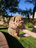 Pickles, a male English Bulldog for sale in Riverside, CA – 1 of 4