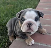 BB, a female English Bulldog for sale in Riverside, CA – Photo 2 of 2