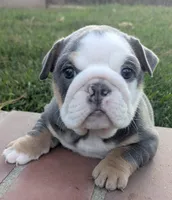 BB, a female English Bulldog for sale in Riverside, CA – Photo 1 of 2