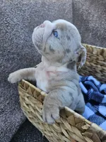 Stella, a female English Bulldog for sale in Riverside, CA – 5 of 5
