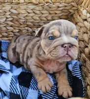 Spotty, a male English Bulldog for sale in Riverside, CA – 1 of 3
