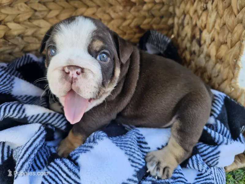 Mr Moo, a male English Bulldog for sale in Riverside, CA – 1 of 4