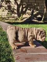 Spotty, a male English Bulldog for sale in Riverside, CA – 3 of 3