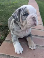 Oreo, a female English Bulldog for sale in Riverside, CA – Photo 3 of 3