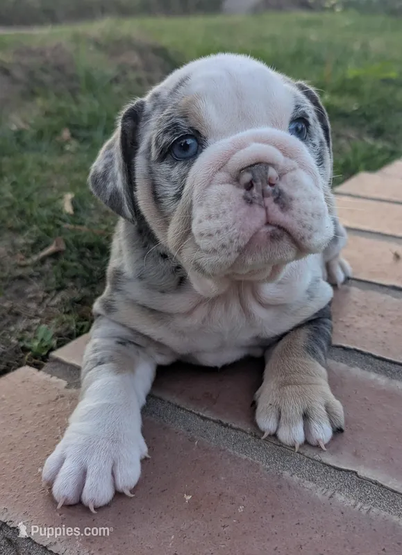 Oreo – English Bulldog puppy for sale in Riverside, CA