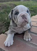 Oreo, a female English Bulldog for sale in Riverside, CA – Photo 1 of 3