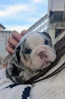 Oreo, a female English Bulldog for sale in Riverside, CA – Photo 2 of 3